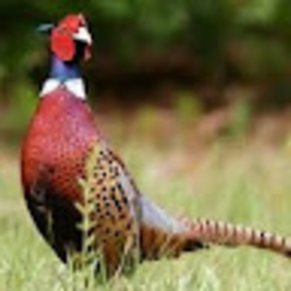 Meet your Posher, Peasant pockets - Picture 1 of 1